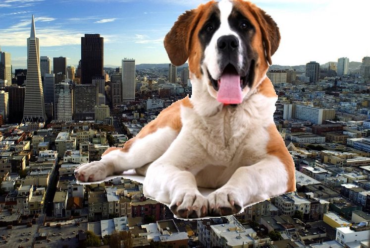 圣伯纳德犬