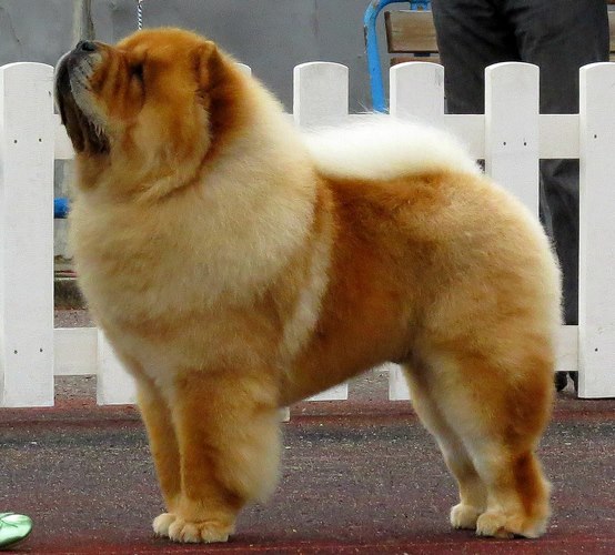 松狮