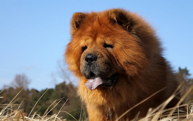 松狮