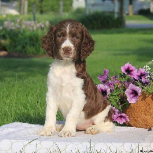 史宾格犬
