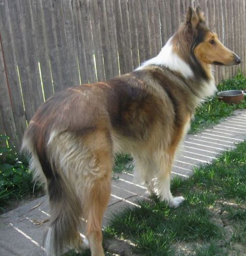 苏格兰牧羊犬