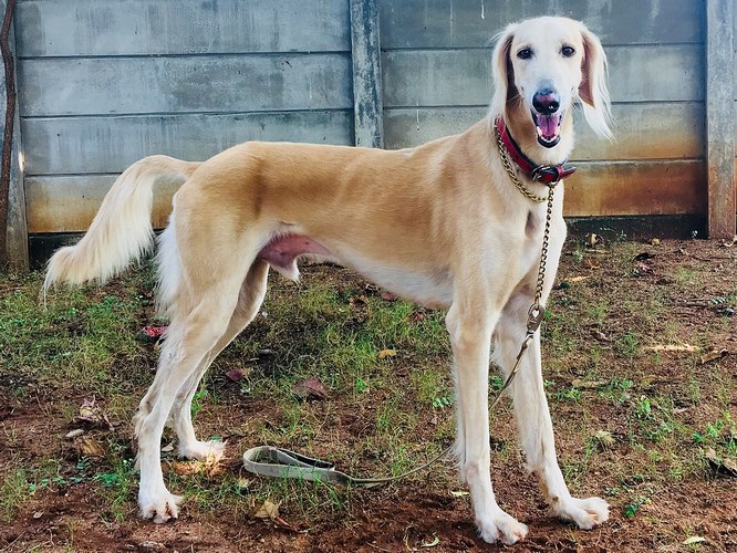 萨路基猎犬