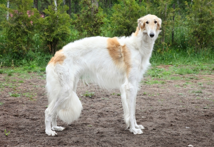 苏俄猎狼犬