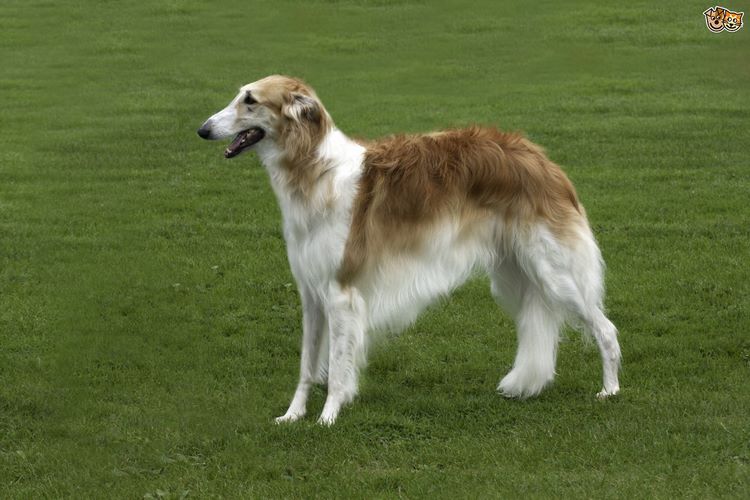 苏俄猎狼犬