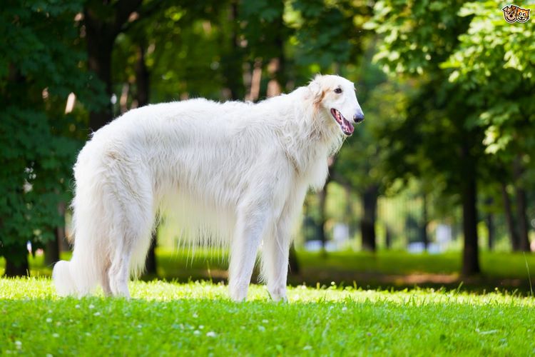 苏俄猎狼犬