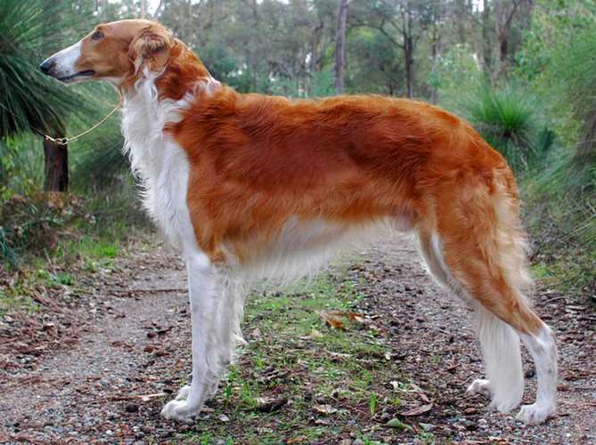 苏俄猎狼犬