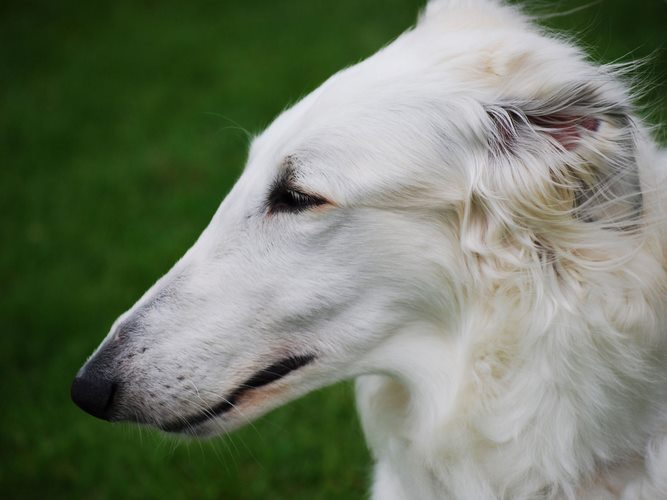 苏俄猎狼犬