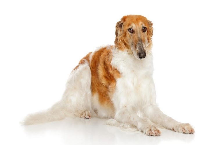 苏俄猎狼犬
