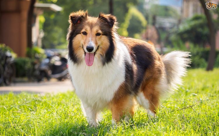 设得兰群岛牧羊犬