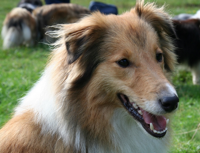 设得兰群岛牧羊犬