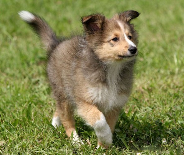 设得兰群岛牧羊犬