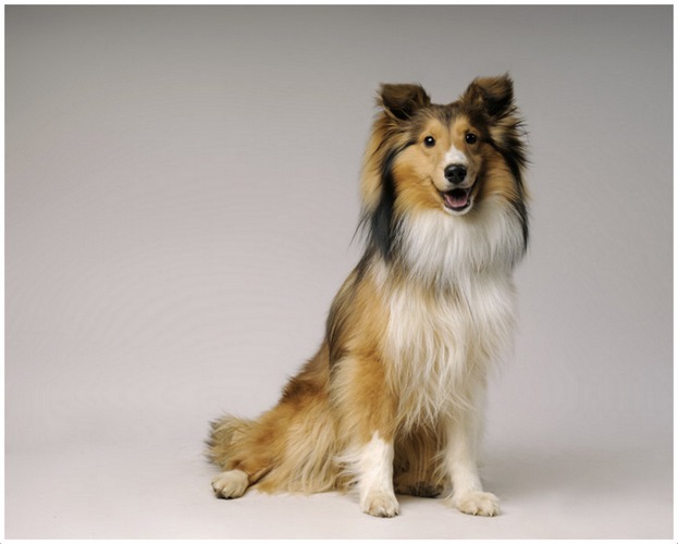 设得兰群岛牧羊犬