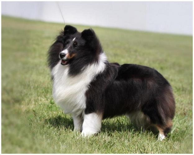 设得兰群岛牧羊犬