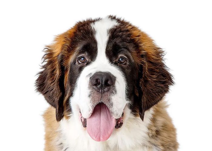 圣伯纳犬