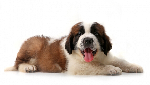 圣伯纳犬