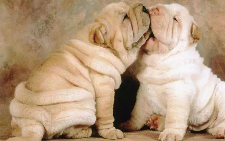 沙皮犬