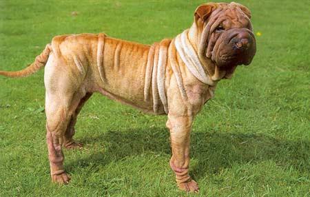 沙皮犬