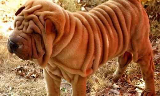 沙皮犬