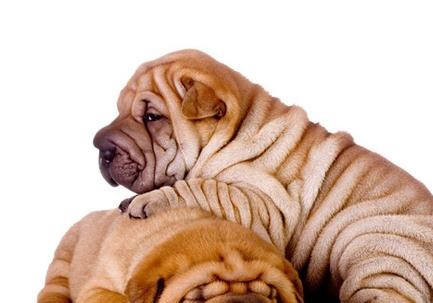 沙皮犬