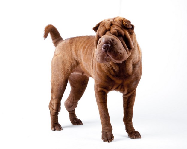 沙皮犬