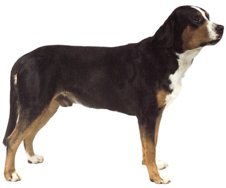 山地犬
