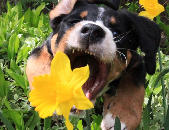 山地犬