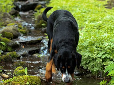 山地犬