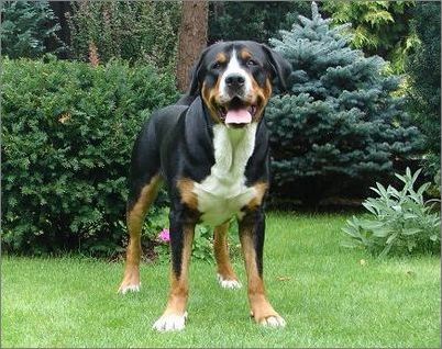 山地犬