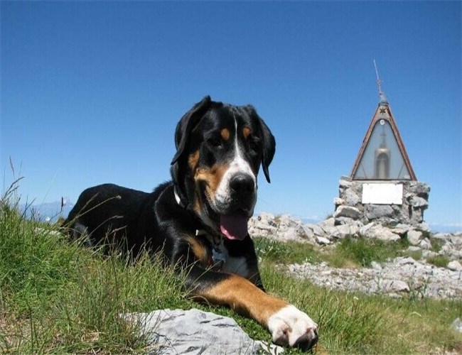 山地犬