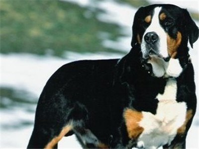山地犬