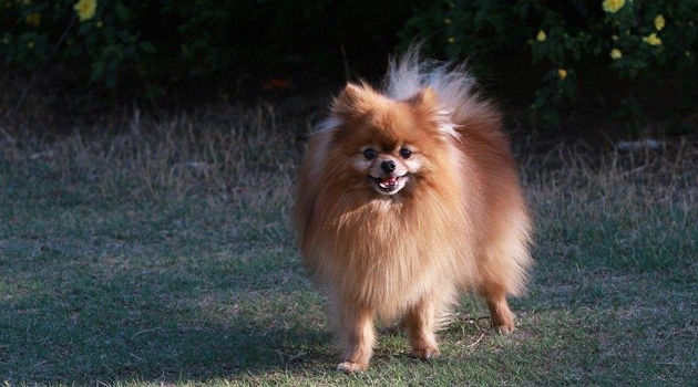 松鼠犬