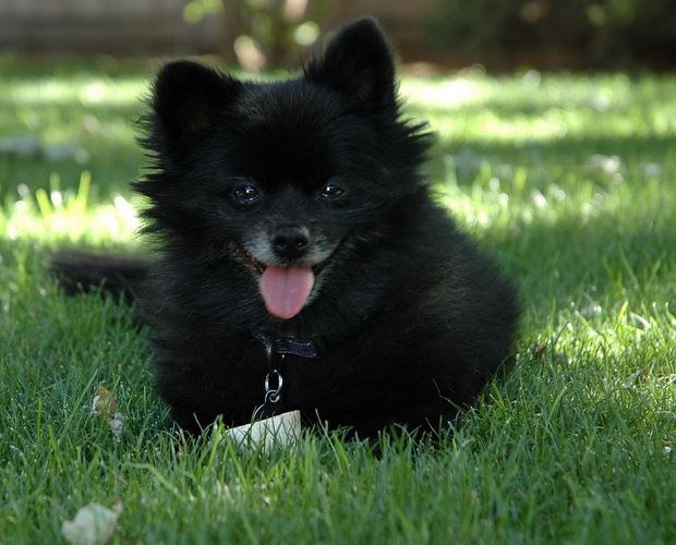 松鼠犬