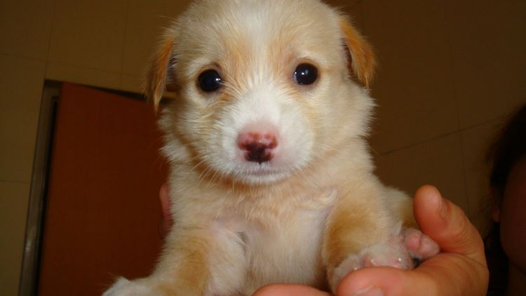 松鼠犬