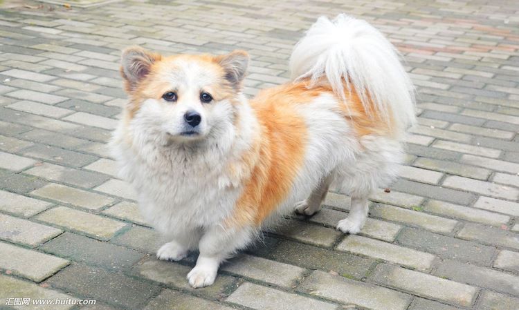 松鼠犬
