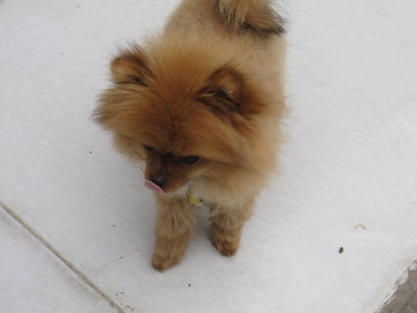 松鼠犬