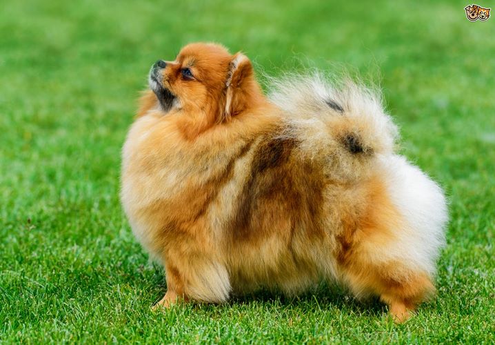 松鼠犬