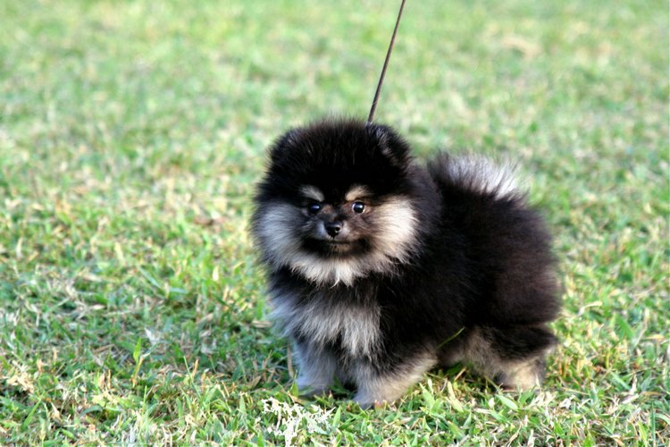 松鼠犬
