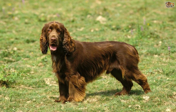 田野小猎犬