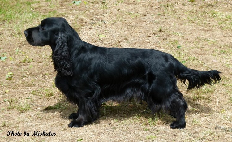 田野小猎犬