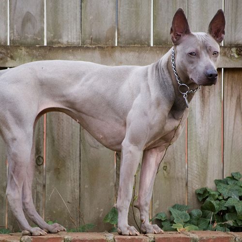 泰国脊背犬