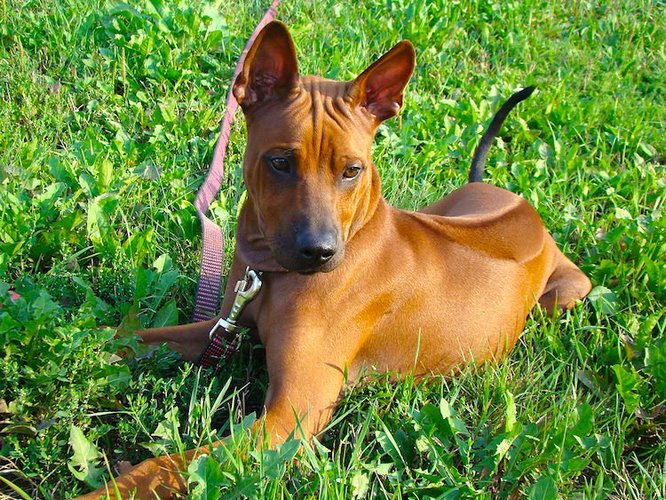 泰国脊背犬
