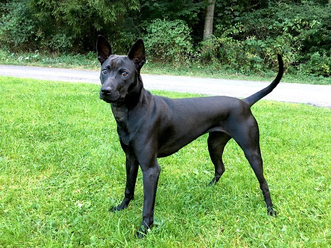 泰国脊背犬