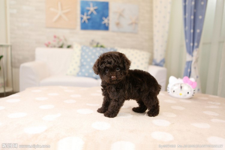 泰迪犬