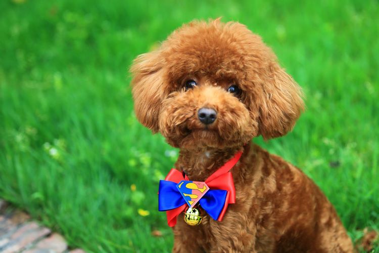 泰迪犬