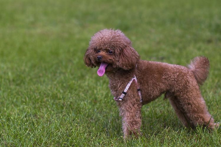 泰迪犬