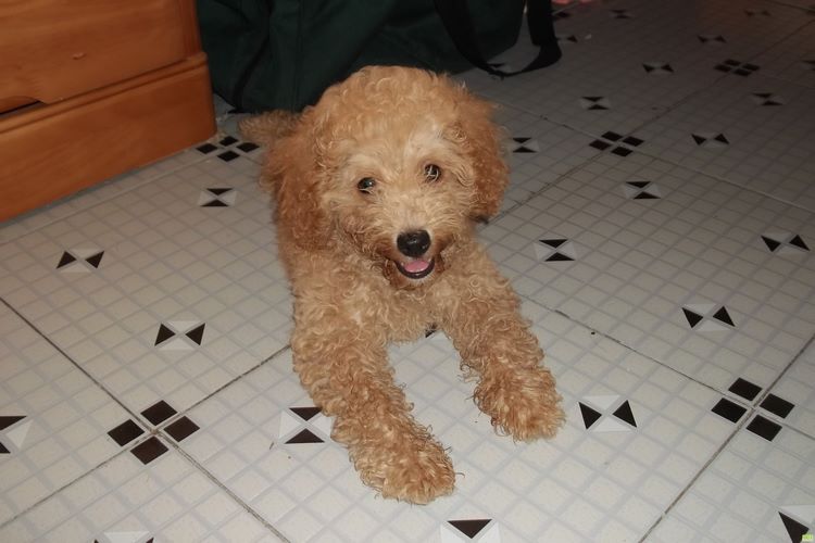 泰迪犬