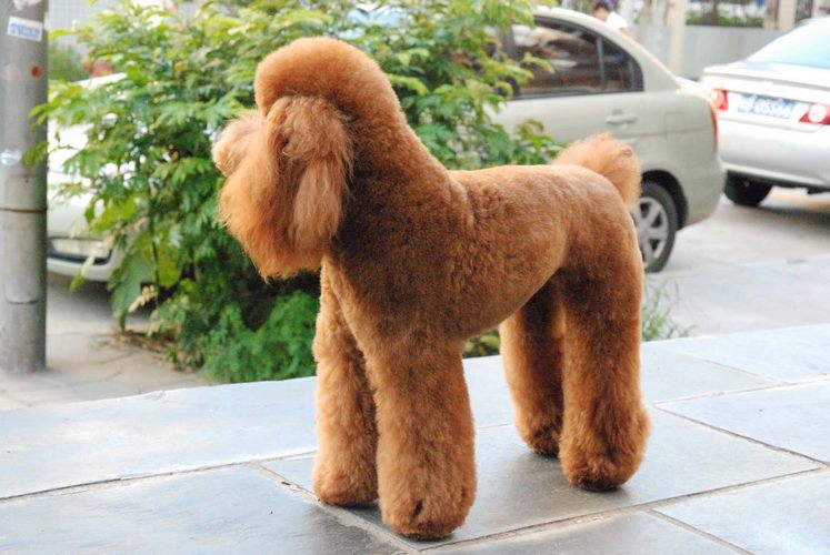 泰迪犬