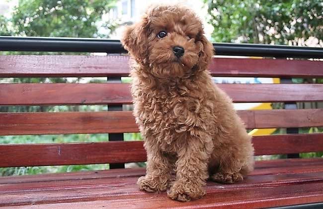 泰迪犬