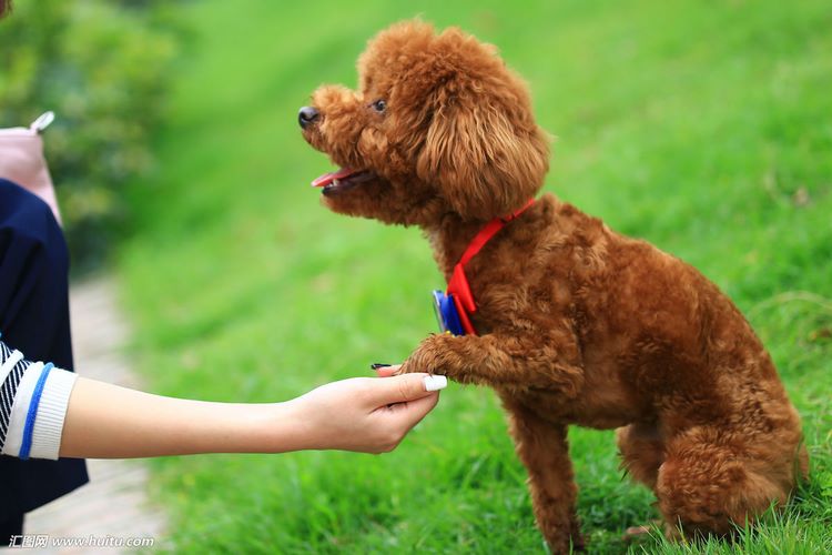 泰迪犬