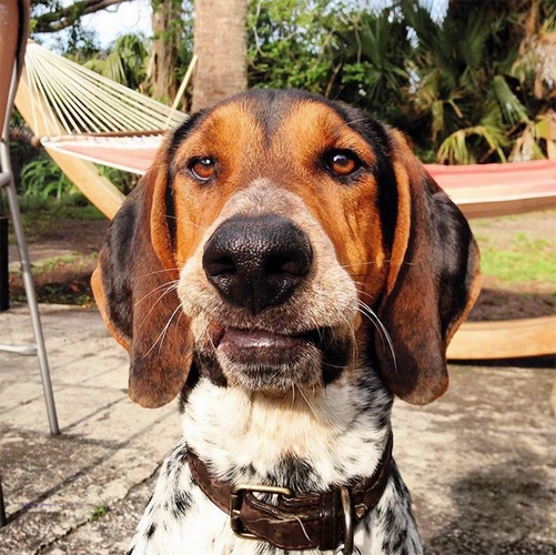 树丛浣熊猎犬